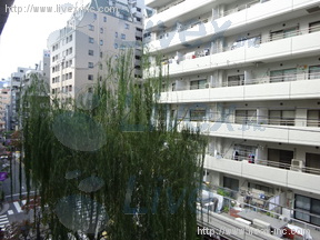 カテリーナ柳通り