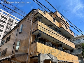 サン・フローラ・キク