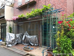 スタークイン大島
